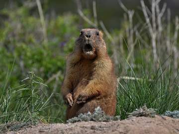 wild groundhog