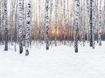 woods in snow