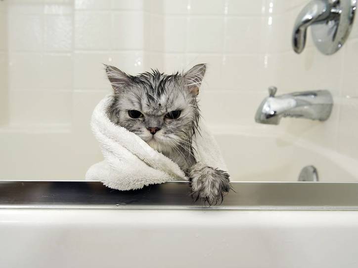 Is It Damp Down Or Tamp, Cat In A Bathtub Idiom