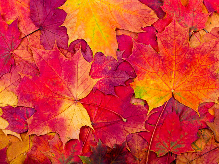 Is it 'autumn' or 'fall'? | Merriam-Webster