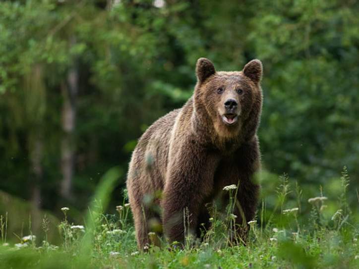 Definition & Meaning of Brown bear