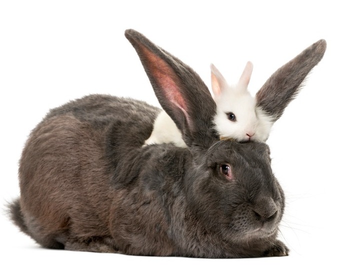 What's the difference between a rabbit and a hare? | Merriam-Webster