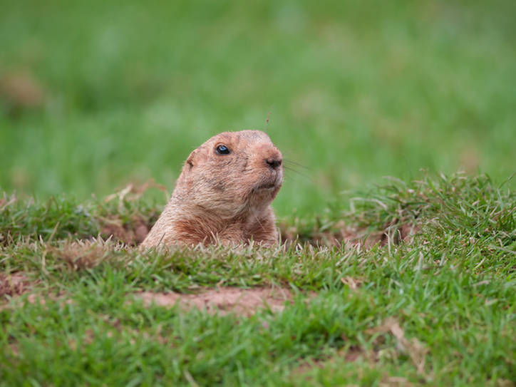 History of Groundhog Day (and Why It's Not Woodchuck Day) Merriamster