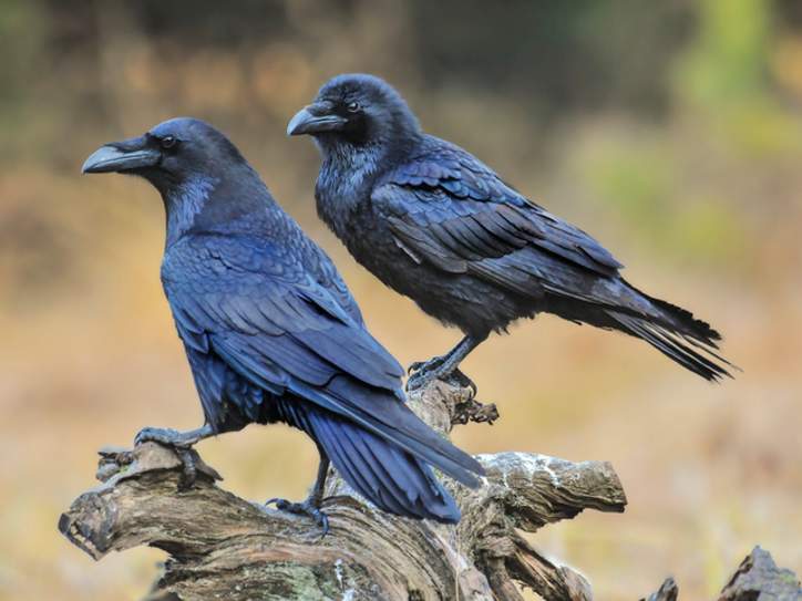 What's the Difference Between Ravens and Crows?