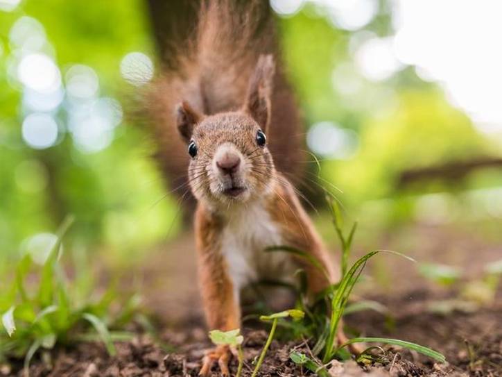 The History of 'Squirrel' | Merriam-Webster