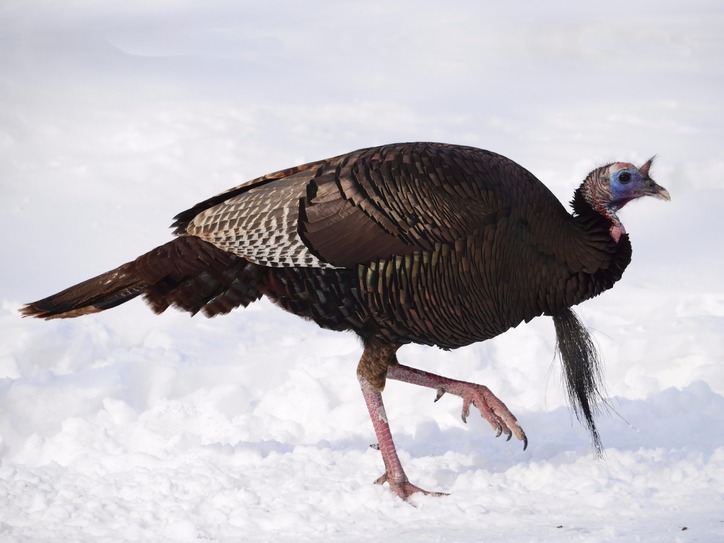 Where Does the Phrase "Cold Turkey" Come From? | Merriam-Webster