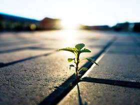 plant-growing-through-pavement-photo