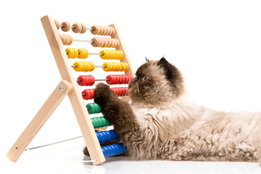 cat using abacus for arithmetic