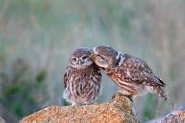 one owl cleaning up another owl