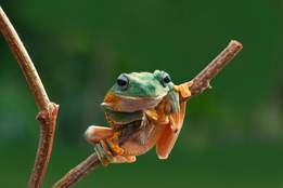 tree frog on a twig