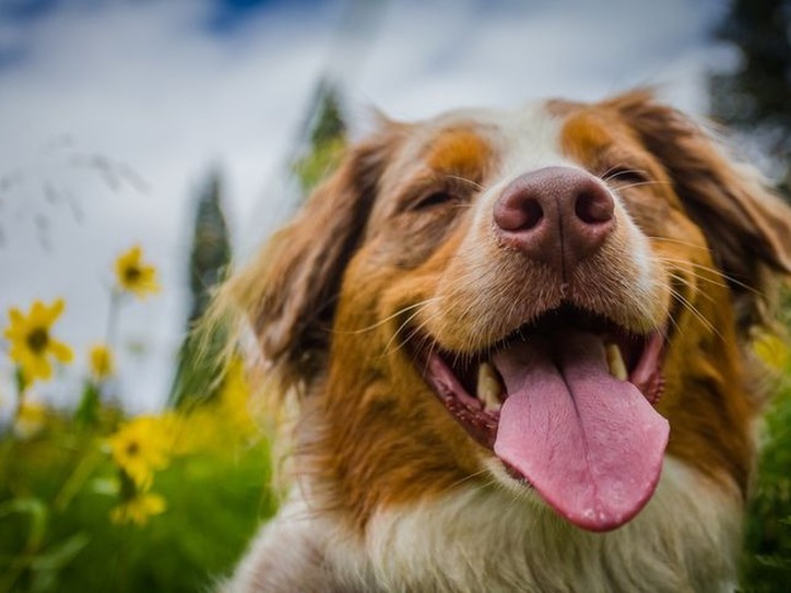 Ing Words To Describe A Dog Bios Pics