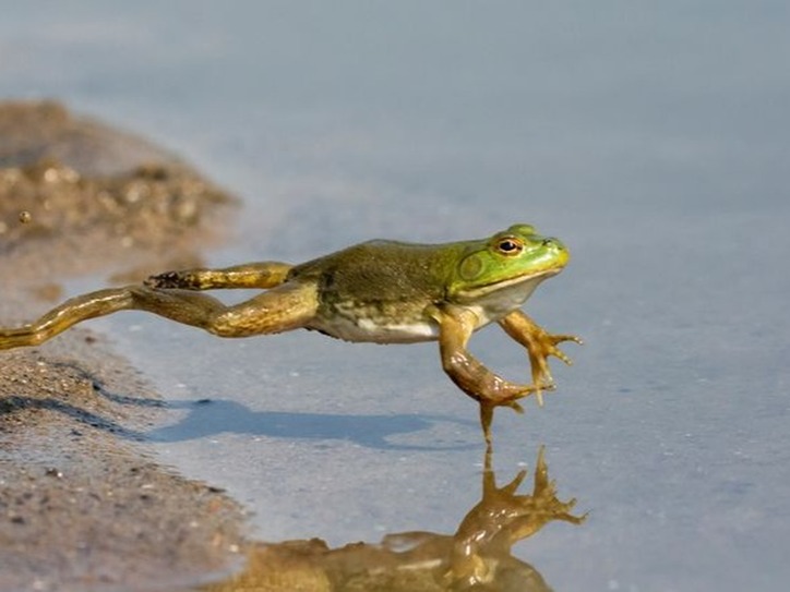 Frog Words Definition And Meaning In English MeaningHippo