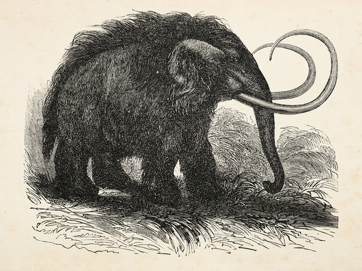 mammoth-10-words-from-russian-merriam-webster