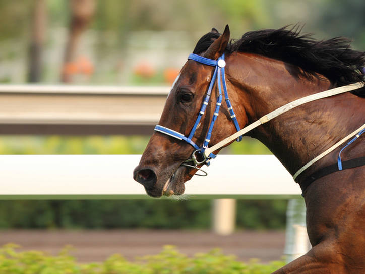 Horse Words: 'Derby', 'Hack', 'Bidet,' and More | Merriam-Webster
