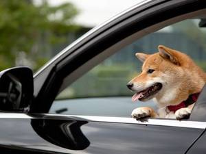 shiba inus are notorious for texting and driving