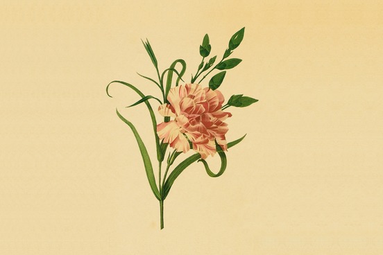 12 words that secretly come from body parts carnation