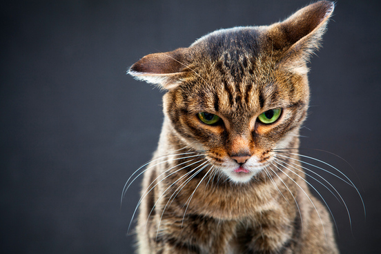 ailurophobia