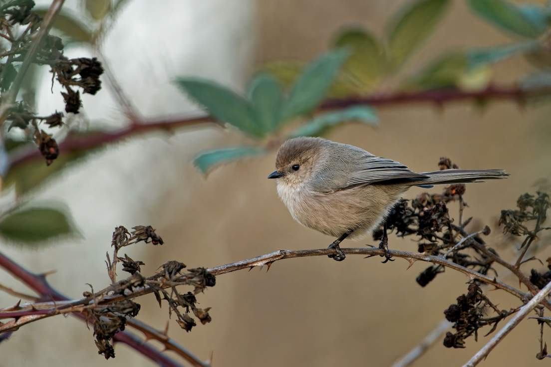 10-bird-names-that-sound-like-insults-and-sometimes-are-merriam-webster