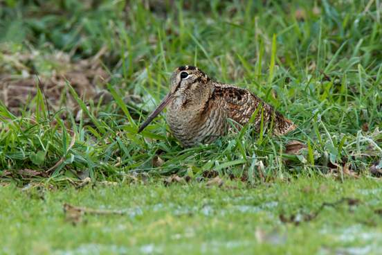 10 Bird Names that Sound Like Insults (and Sometimes Are)