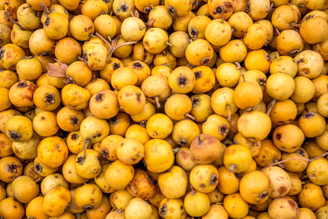 Even More Words That Sound Like Insults But Aren't Merriamster