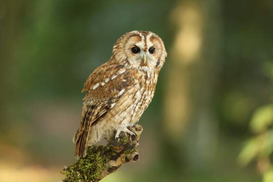 9 Superb Owl Words | Merriam-Webster