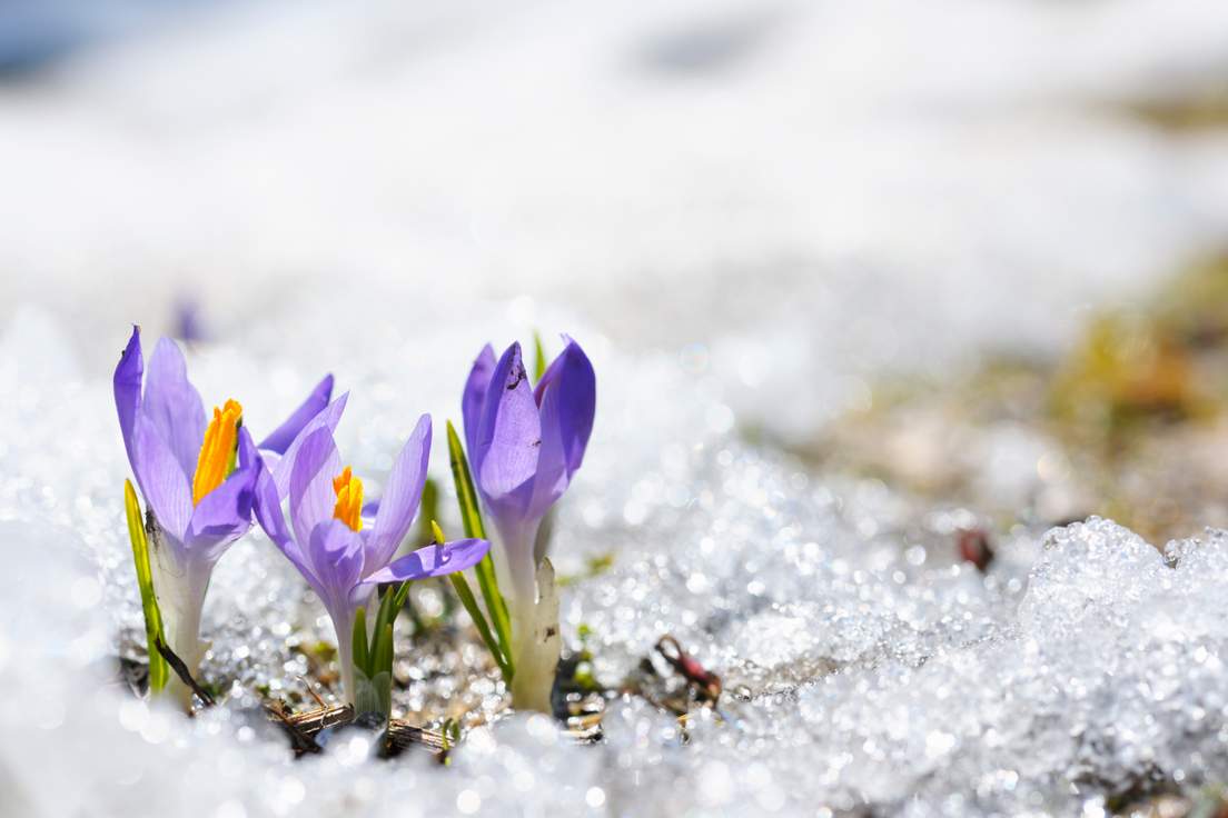 12 Words for Signs of Spring | Merriam-Webster