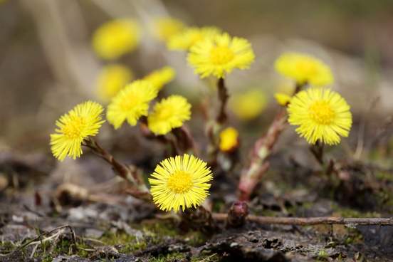 12 Words for Signs of Spring Merriam Webster