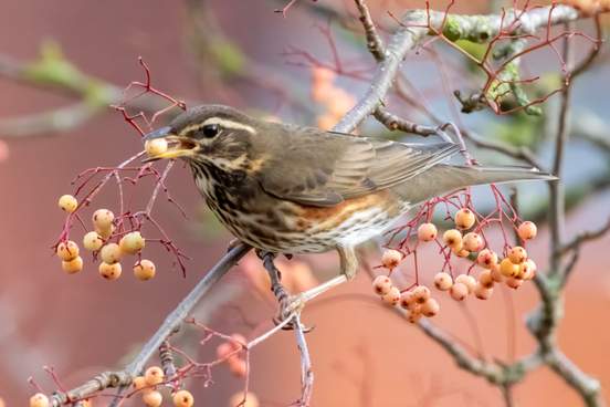 10 Bird Names that Sound Like Insults (and Sometimes Are)