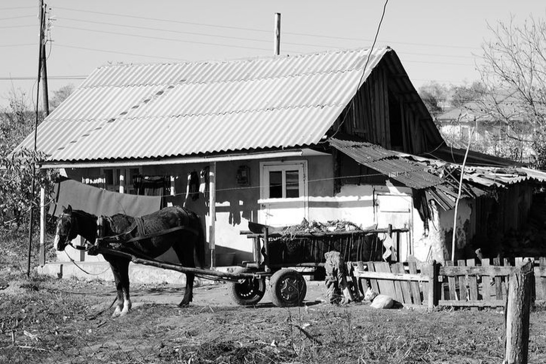 Put The Horse Before The Cart 11 Problem Words That Come From Animal