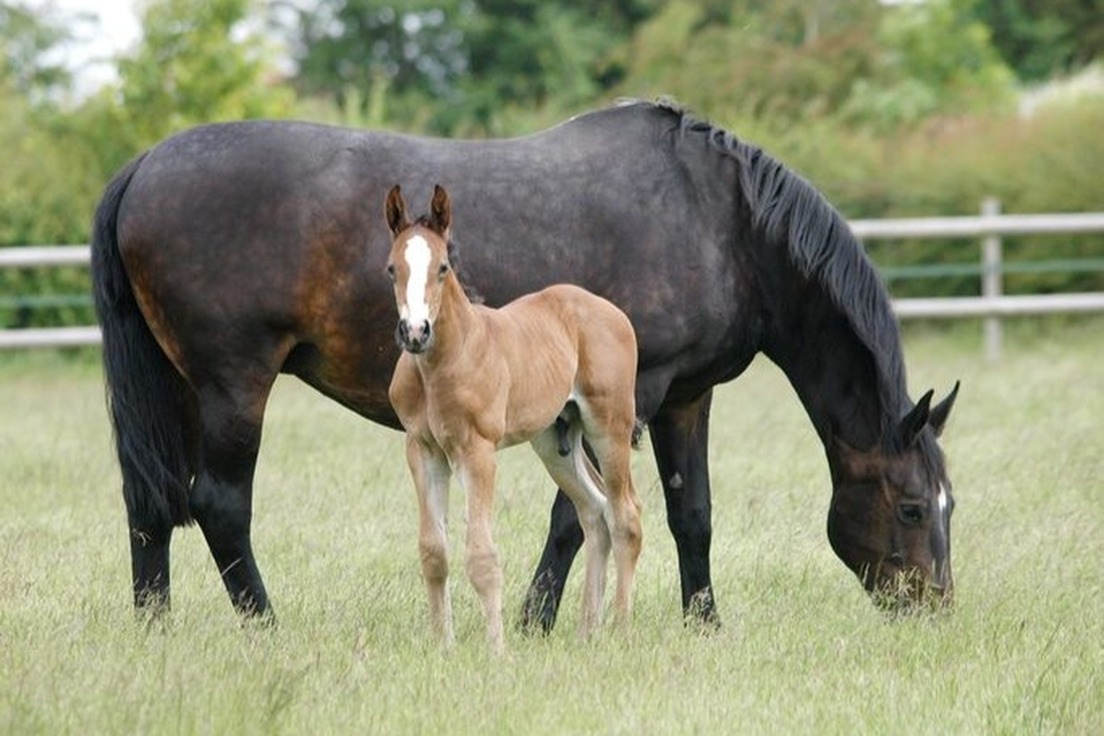 Put The Horse Before The Cart 11 Problem Words That Come From Animal