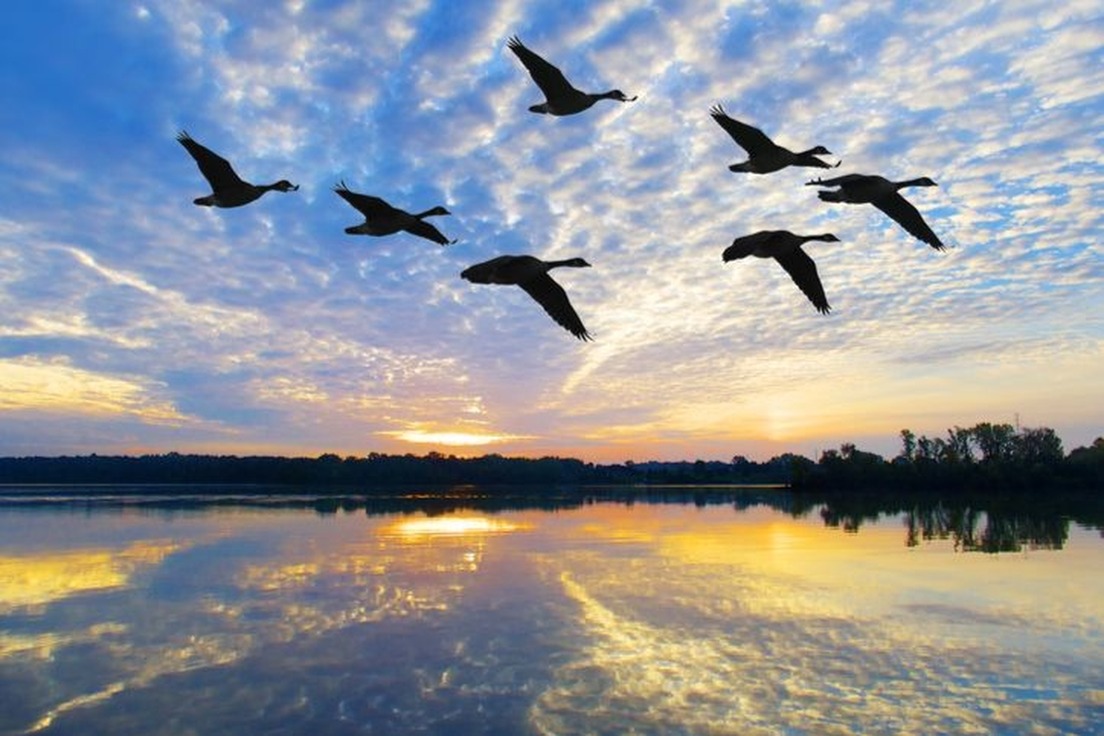 animal-problem-words-wild-goose-chase-5817-870973dae47355f62d4d3e68ab4657fe@2x.jpg