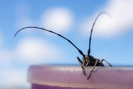 black bug with antennae