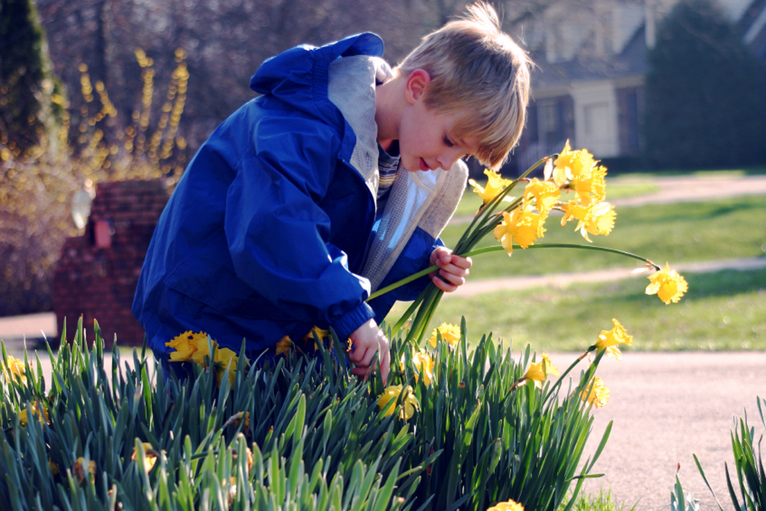 10 Flower Names and Their Histories Merriamster