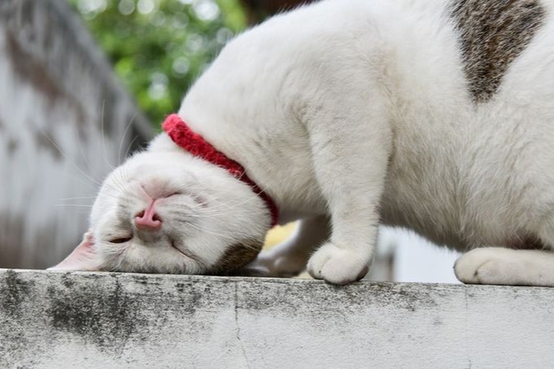 Pruritic Urticant And Other Words For Itchy Merriam Webster