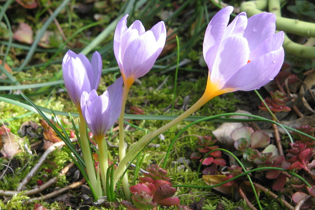 10 Flower Names and Their Histories Merriamster