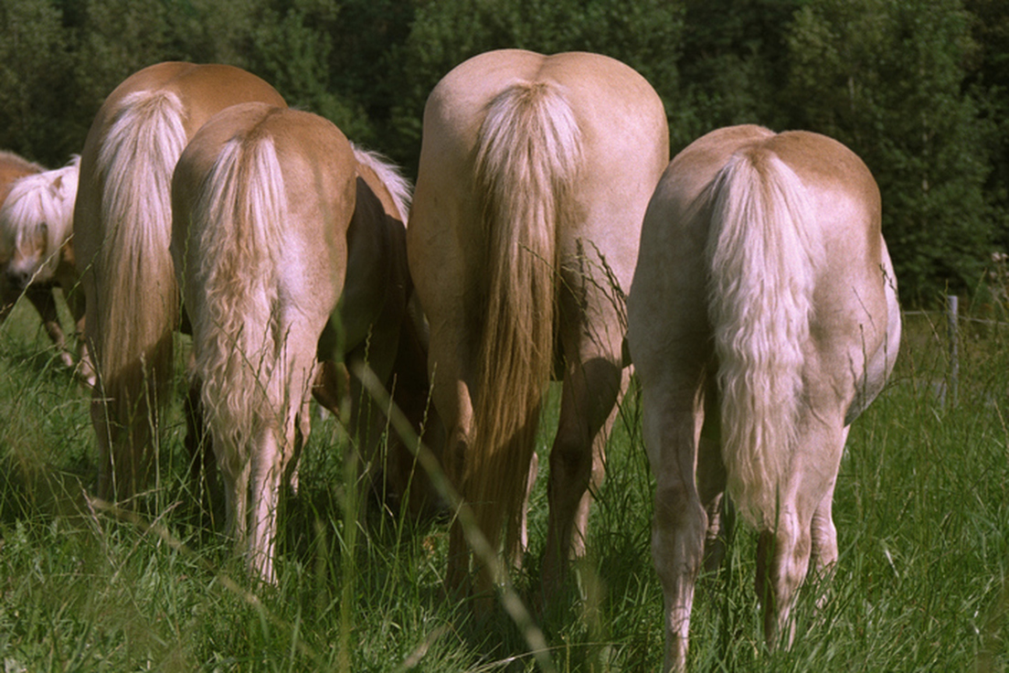 Bodach - 10 Indispensable Scottish Words | Merriam-Webster