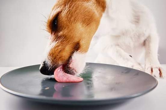 dog licking plate