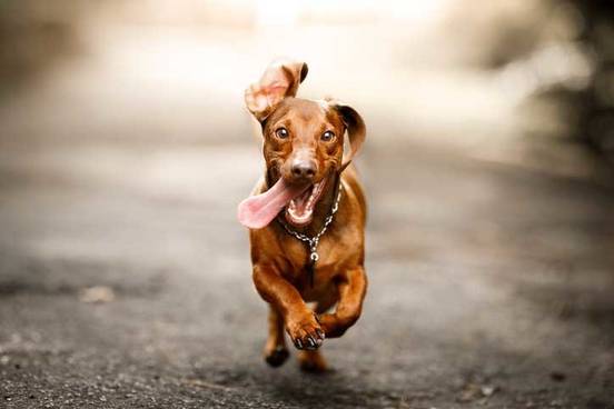 dog-running
