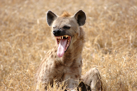hyena