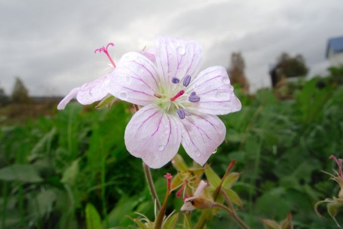'Pistil,' 'Stamen,' and Other Flower Part Name Origins Merriamster