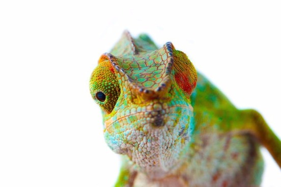 Animal Names for People: Lounge Lizard, Fat Cat and More | Merriam-Webster