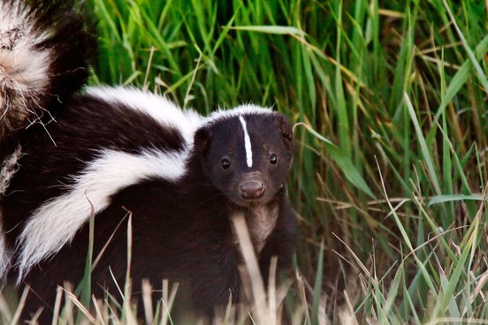 Skunk, Bayou, and Other Words with Native American Origins | Merriam-Webster