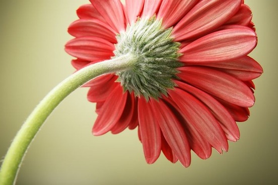 Peduncle/Petiole/Pedicel - 'Pistil,' 'Stamen,' and Other Flower Part