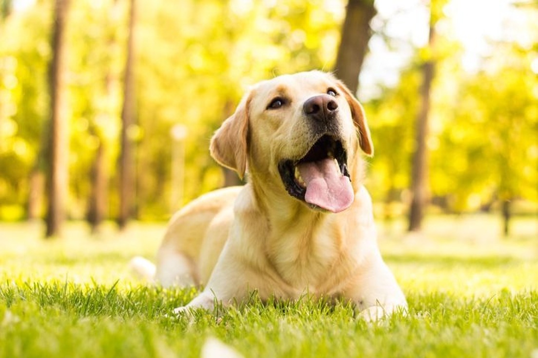 14 Words Inspired by Dogs Merriam Webster 14 Words Inspired by Dogs Merriam Webster