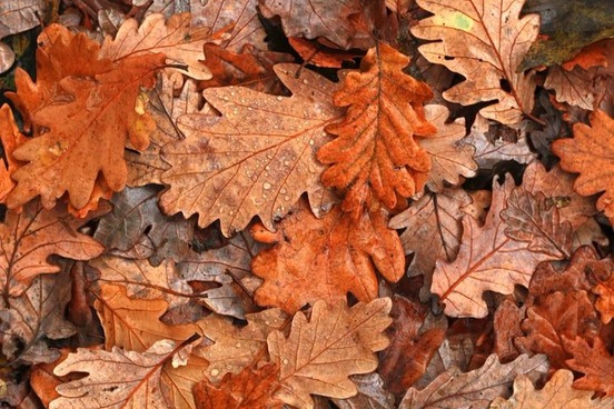 brown fall leaves