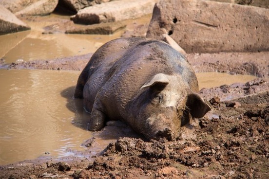 Merriam - Webster Words of the day * 'When Pigs Fly' and Other Barnyard Idioms * Image1948781152-5089-dd6c5d479c7056739e66fe621caed72b@1x