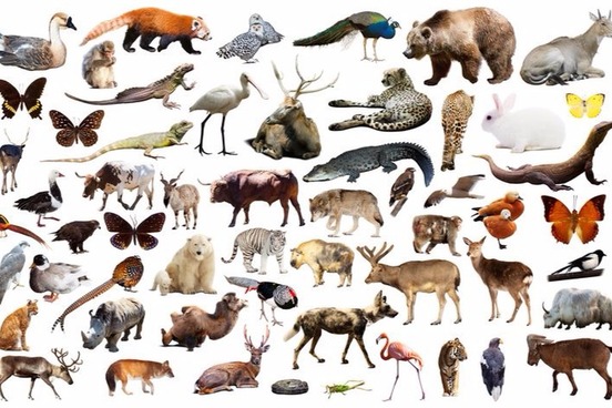 all animals names