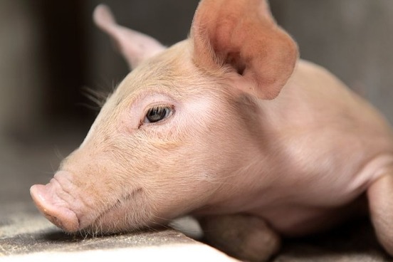 Like A Pig In Mud And Other Barnyard Idioms Merriam Webster