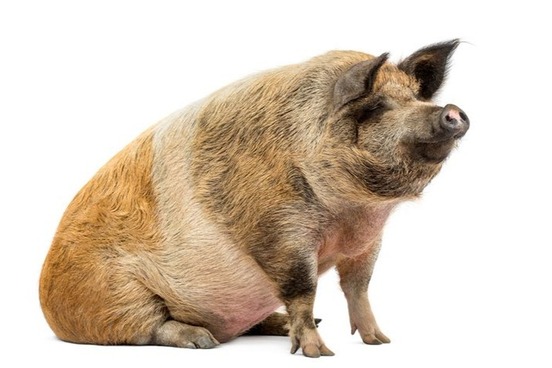 Like A Pig In Mud And Other Barnyard Idioms Merriam Webster