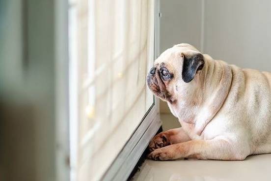 lonely-pug